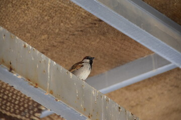 Sparrow sitting on a metal pole with bird shit under a roof next to the church in memory of Moses,...