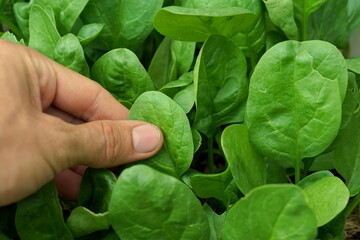hand picking a leaf of spinach in the garden
