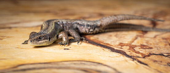 lizard viviparous on a wooden Board