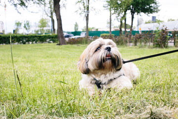 Naklejka na ściany i meble Beautiful shih tzu dog with leash lying on the grass outside on summer day. 