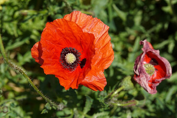 red poppy flower seen from above