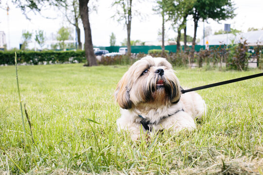 Beautiful Shih Tzu Dog With Leash Lying On The Grass Outside On Summer Day. 