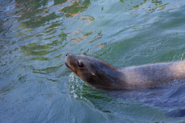 Sea lion svimming in water.
