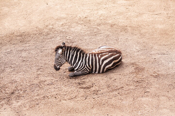 Fototapeta na wymiar Zebra resting in sand. Shot from above.