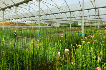 Obraz premium Carnation growing in sunny hothouse indoors, nobody