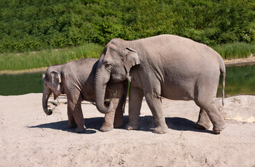 Fototapeta na wymiar Grown up elephant with infant walking together