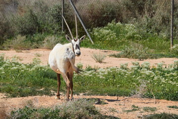 Wild Arabian Oryx in the savannah of the Shaumari Wildlife Reserve (nature reserve) in al-Azraq, Jordan
