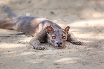 Endemic Madagascar fossa on the ground 