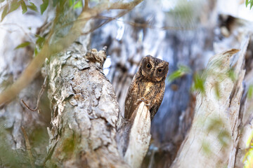 Madagascar owl in natural habitat 