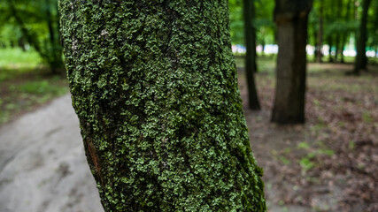 Obraz premium Narrow oak tree, fully covered with light green mold after rain