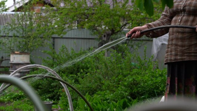 Close up of woman's hands watering garden with hose. Older female courting of her household.