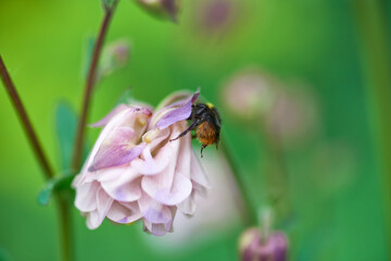 Hummel an einer Blüte