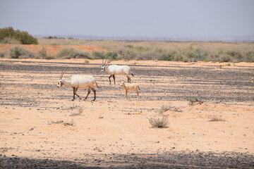 Fototapeta na wymiar Herd of wild Arabian Oryx in the savannah of the Shaumari Wildlife Reserve (nature reserve) with their babys in al-Azraq, Jordan