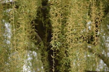 Hanging branches of a flowering weeping willow in spring, Krakow, Poland