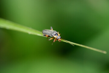 Käfer auf einem Blatt
