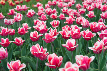 work with plants. nature beauty and freshness. tulips for sale. plenty of flowers for shop. tulip blooming in spring. bright tulip flower field. summer field of flowers. gardening and floristics