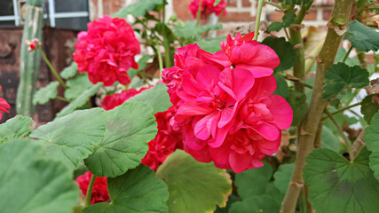 활짝 핀 붉은색 제라늄 꽃