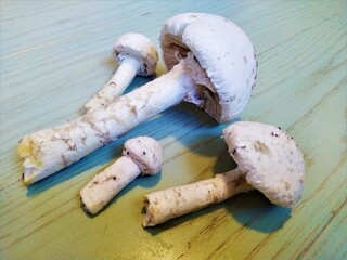 White fly agaric on a green wooden table