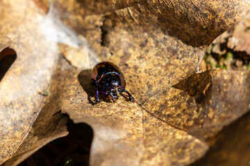 beetle on the leaf, nature jewel