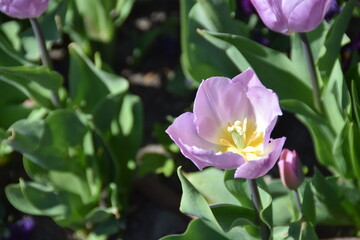 Tulips in the park in front of Wawel Castle in Krakow, Poland