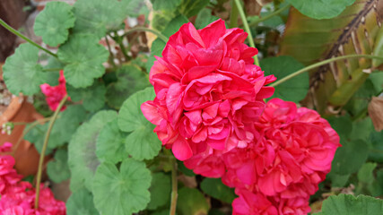 활짝 핀 붉은색 제라늄 꽃