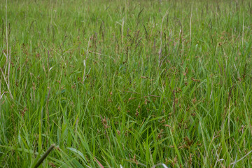 Background of a green grass