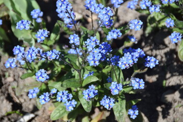 Forget-me-nots in the park in front of Wawel Castle in Krakow, Poland