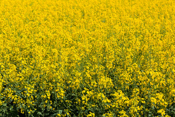 Obraz premium Flowering rape field with in the landscape in Poland