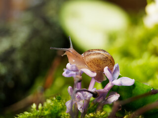Snail and flower. A snail on a lilac flower. Green background.