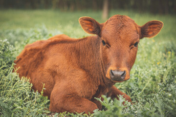 Red calf lies in the grass close-up and looks at the camera