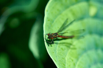 Libelle auf einem Blatt