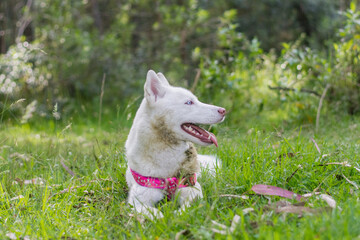 White husky cute dog with pink harness in the green woods smiling