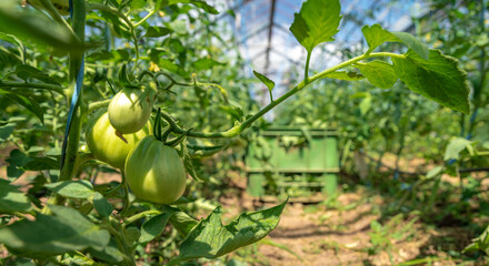 growing tomatoes in organic quality without chemicals in a greenhouse on the farm. healthy food, vegetables