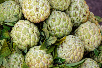 Fototapeta premium custard apple, exotic fruit of Asia