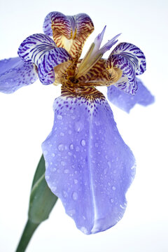 Falso Iris - Neomarica caerulea