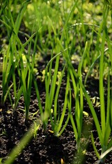 plantation of young green onion sprouts growing in the soil in the garden