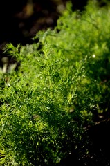 fresh green dill  grows in the garden, a bed of fresh green spice growing in the soilfresh green dill  grows in the garden, a bed of fresh green spice growing in the soil