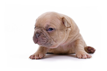 Lilac colored 3 weeks old French Bulldog dog puppy with blue eyes  isolated on white background