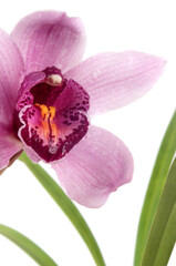 Cymbidium hibrida