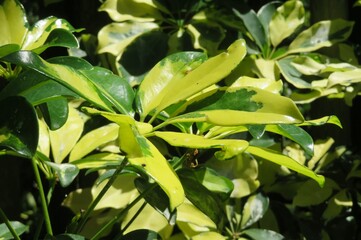Arboricola plant in Florida zoological garden, closeup