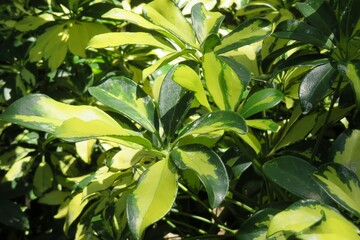 Obraz premium Arboricola leaves in Florida nature, closeup