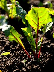 young beets grow in the soil of the garden bed in the evening light,  organic food production