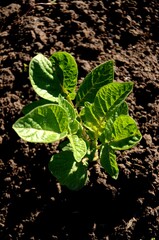top view of young potato plant grows in the soil in the vegetable garden. growing healthy products on the farm