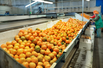 Production facilities for mandarins on agricultural farm © JackF