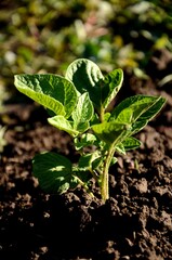  of young potato plant grows in the soil in the vegetable garden. growing healthy products on the farm