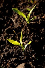 young small sprout of a corn plant growing in the soil in a garden bed