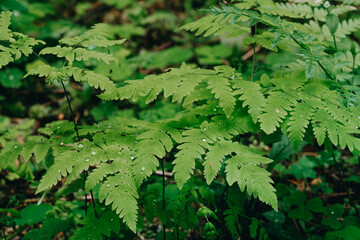Green fern with raindrops. Fern in the forest after rain.