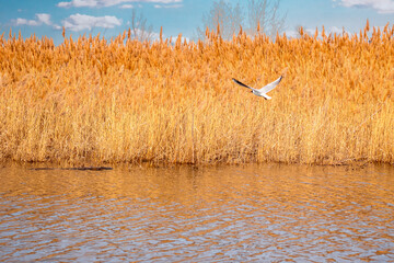 A seagull flies over the water on a background of dry reeds