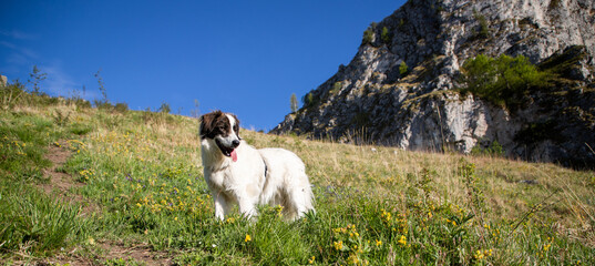 white shepherd dog on top of mountain