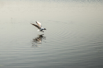 Fototapeta na wymiar Black-headed gull attacks its prey